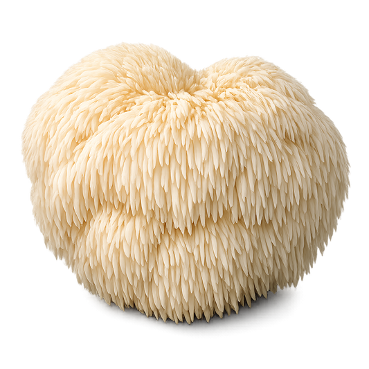 Lion’s Mane